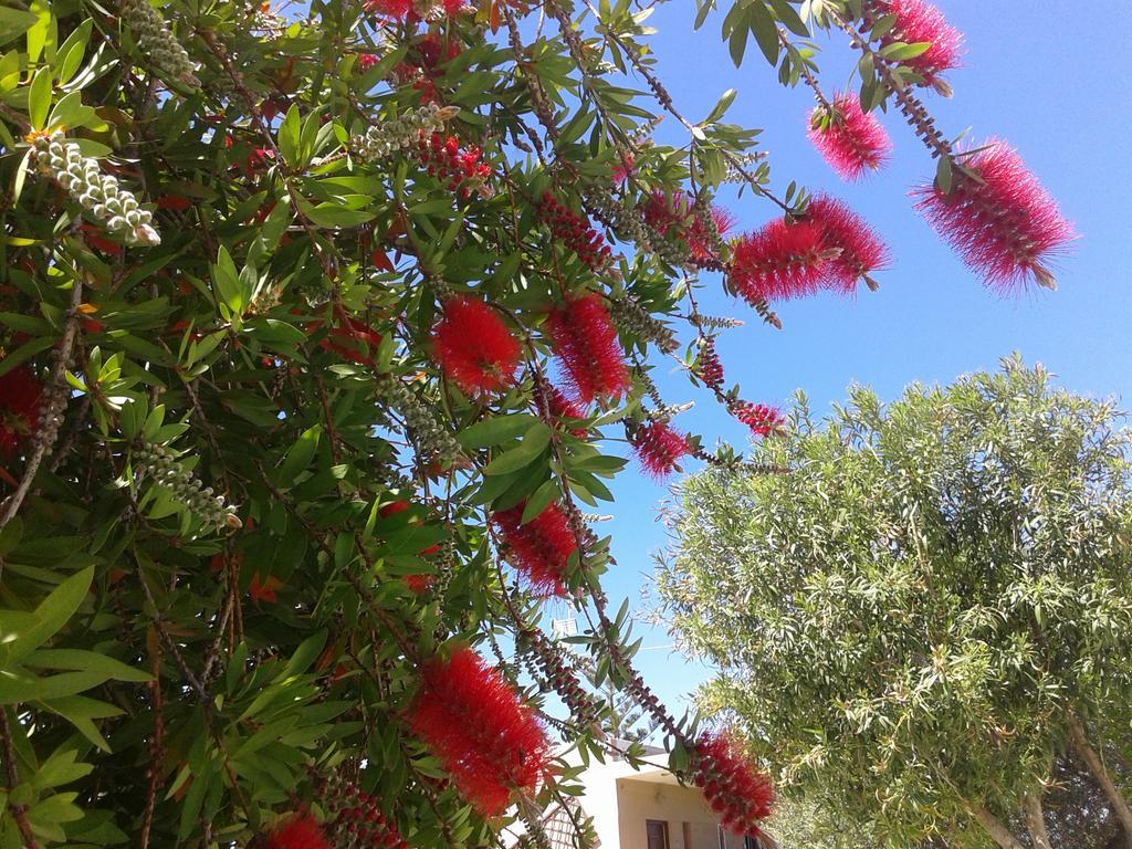 Aggelos Kefalonia Lassi لاسي المظهر الخارجي الصورة